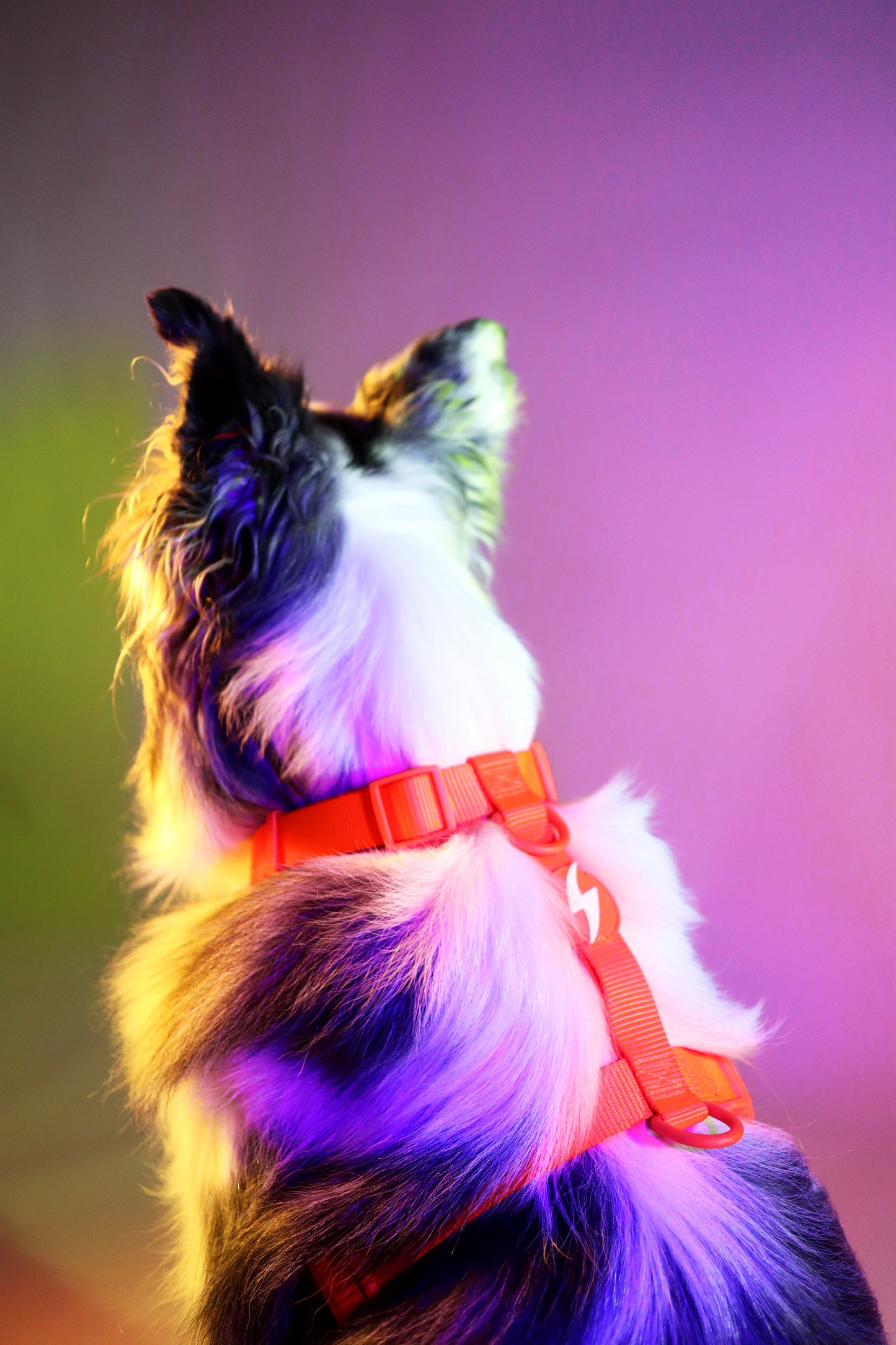 Dashi Neon Back Harness