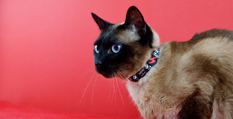 DASHI CLASSY BETTY COLLAR CAT 