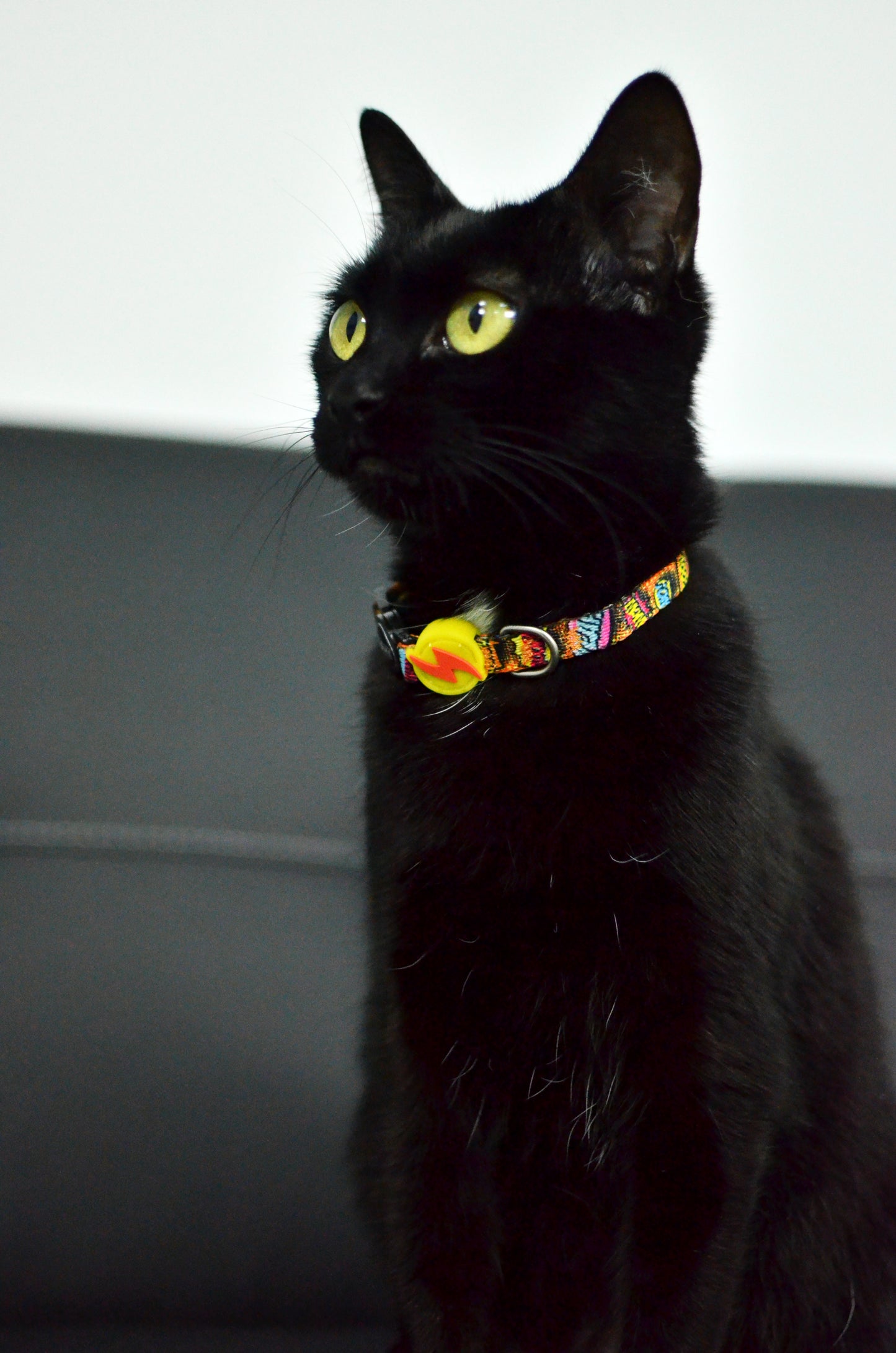 DASHI BOOM COLLAR CAT 