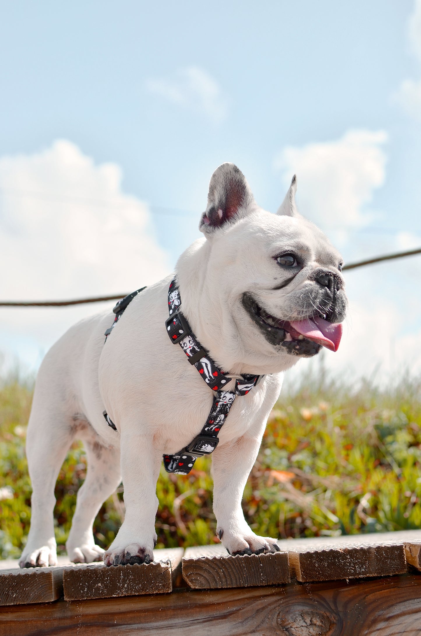 Dashi Classy Betty Back Harness