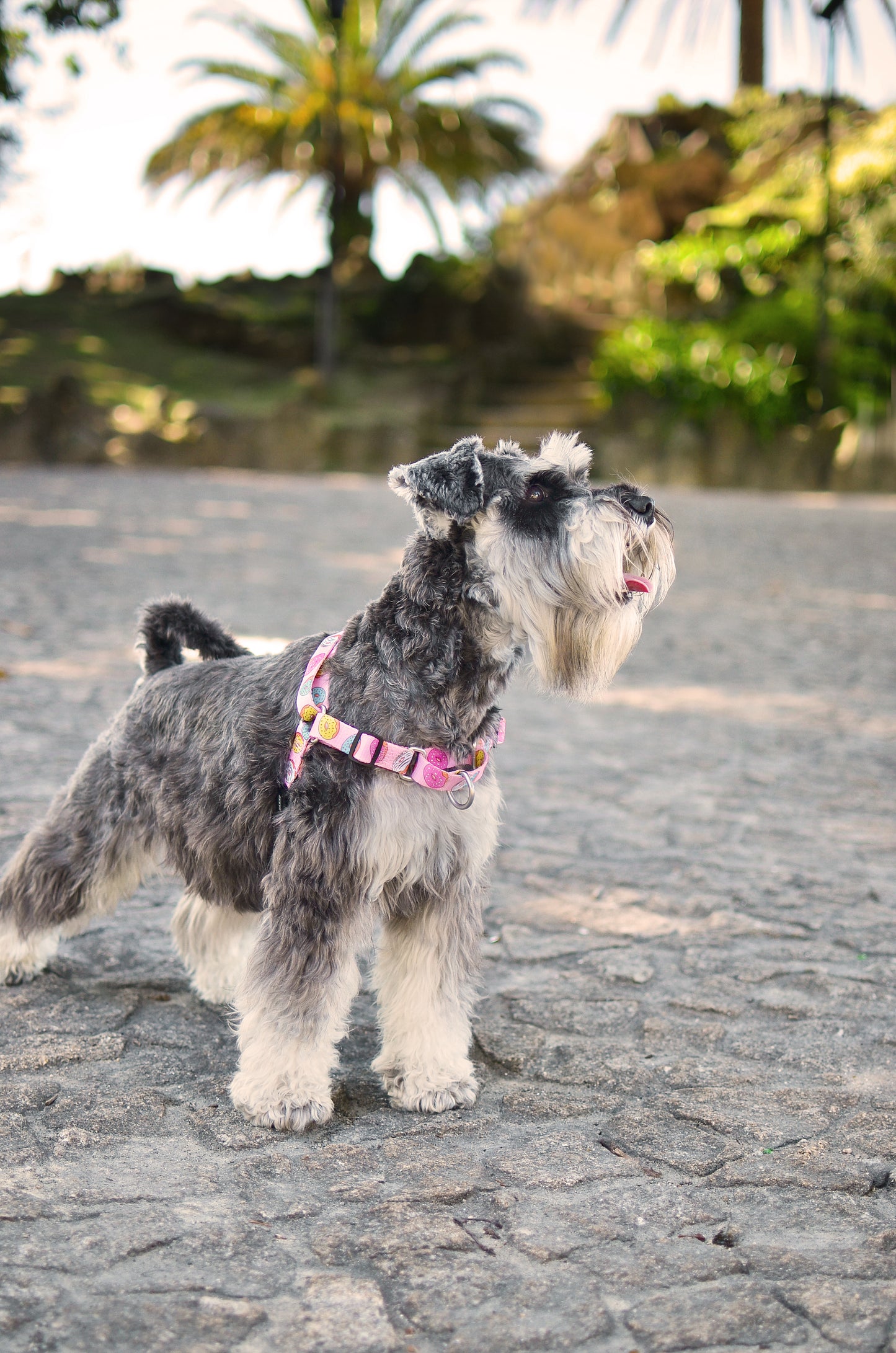 Dashi Donut Front Harness