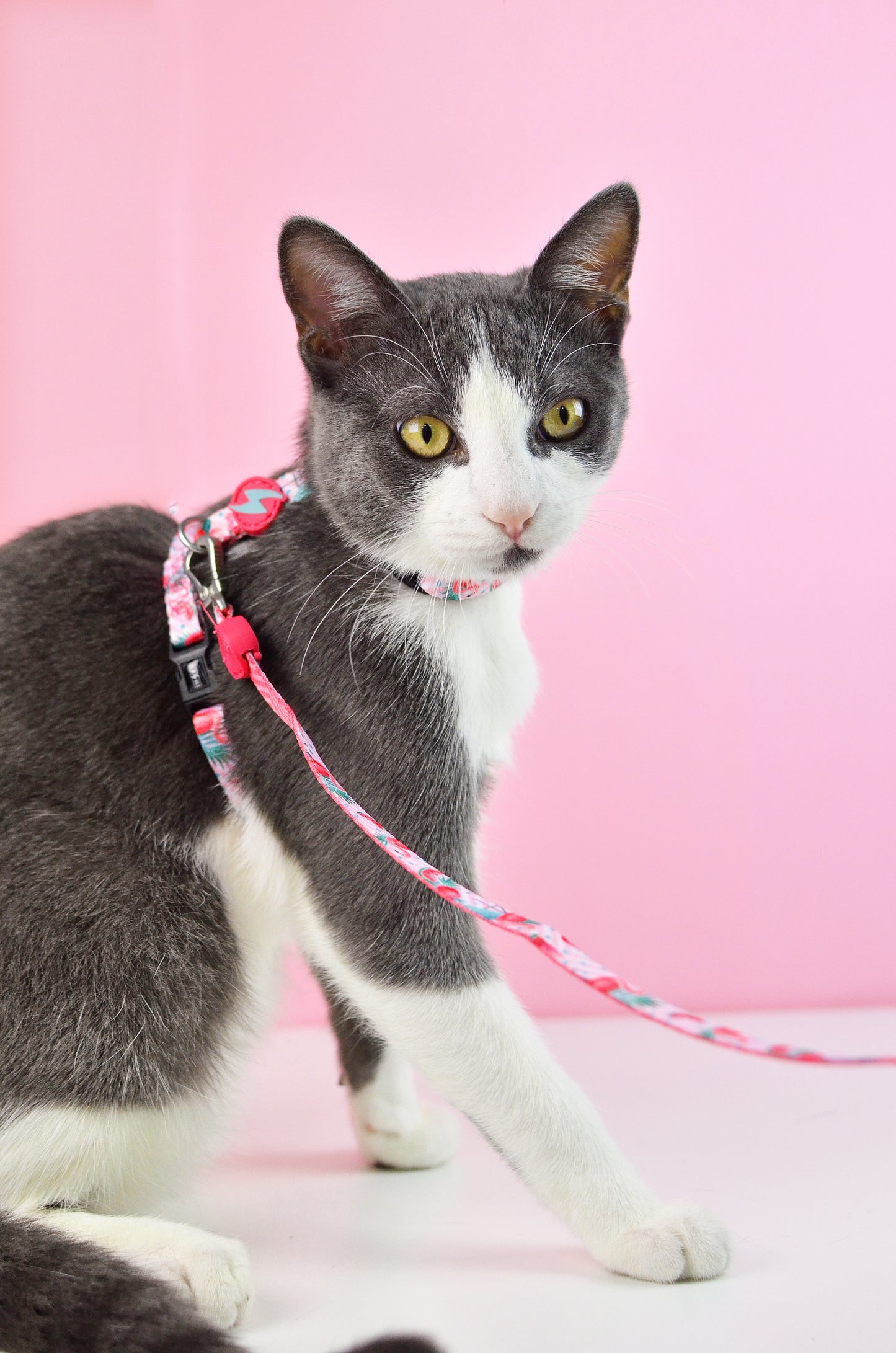 DASHI FLAMINGO CAT HARNESS + LEASH 