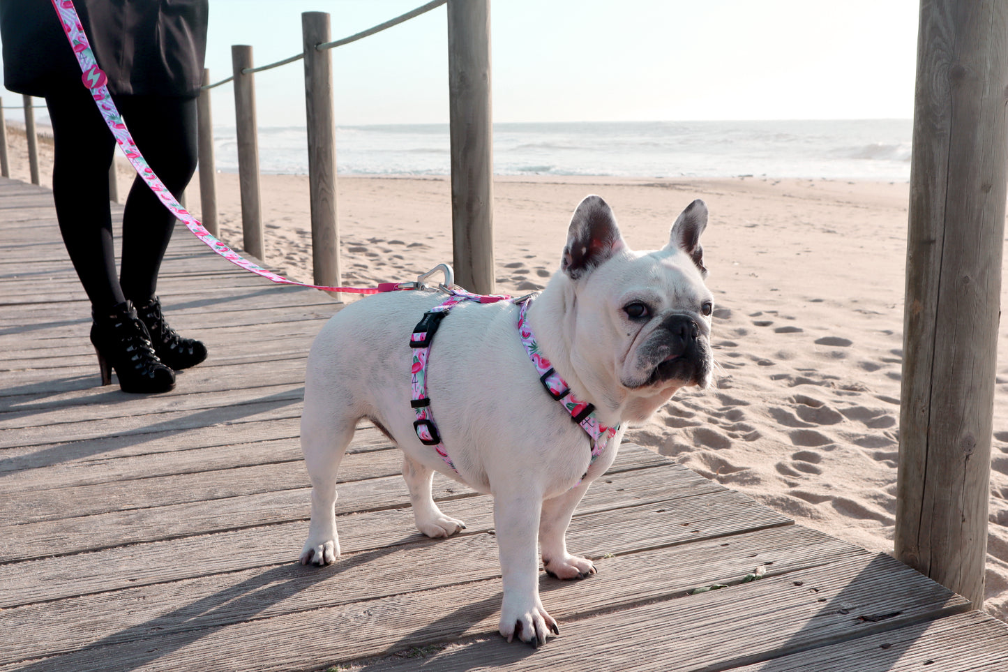 DASHI FLAMINGO LEASH 