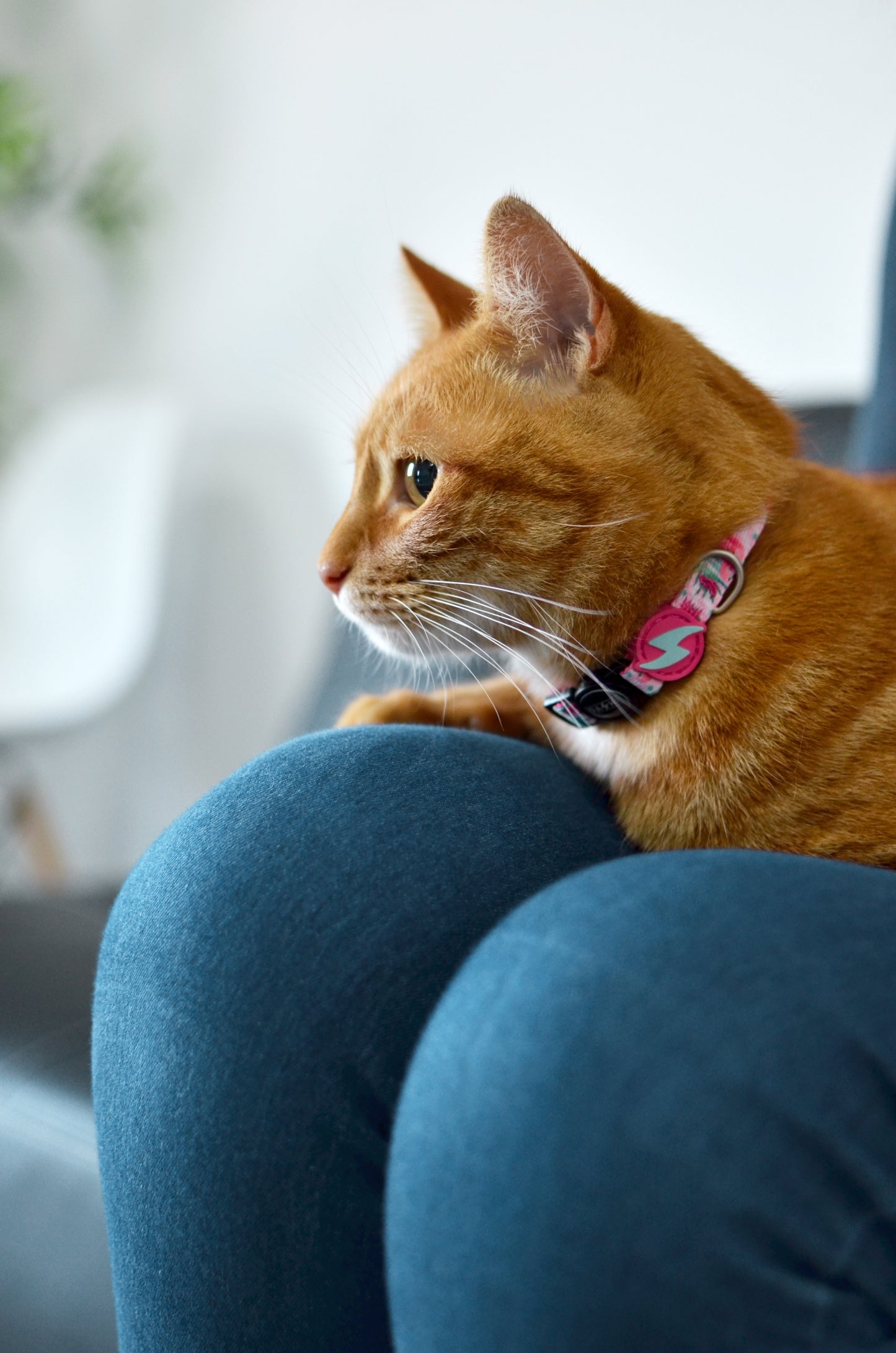 DASHI FLAMINGO COLLAR CAT 