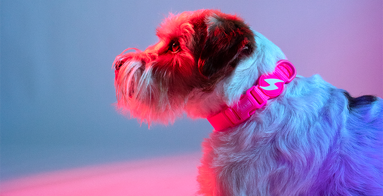 Dashi Neon Collar