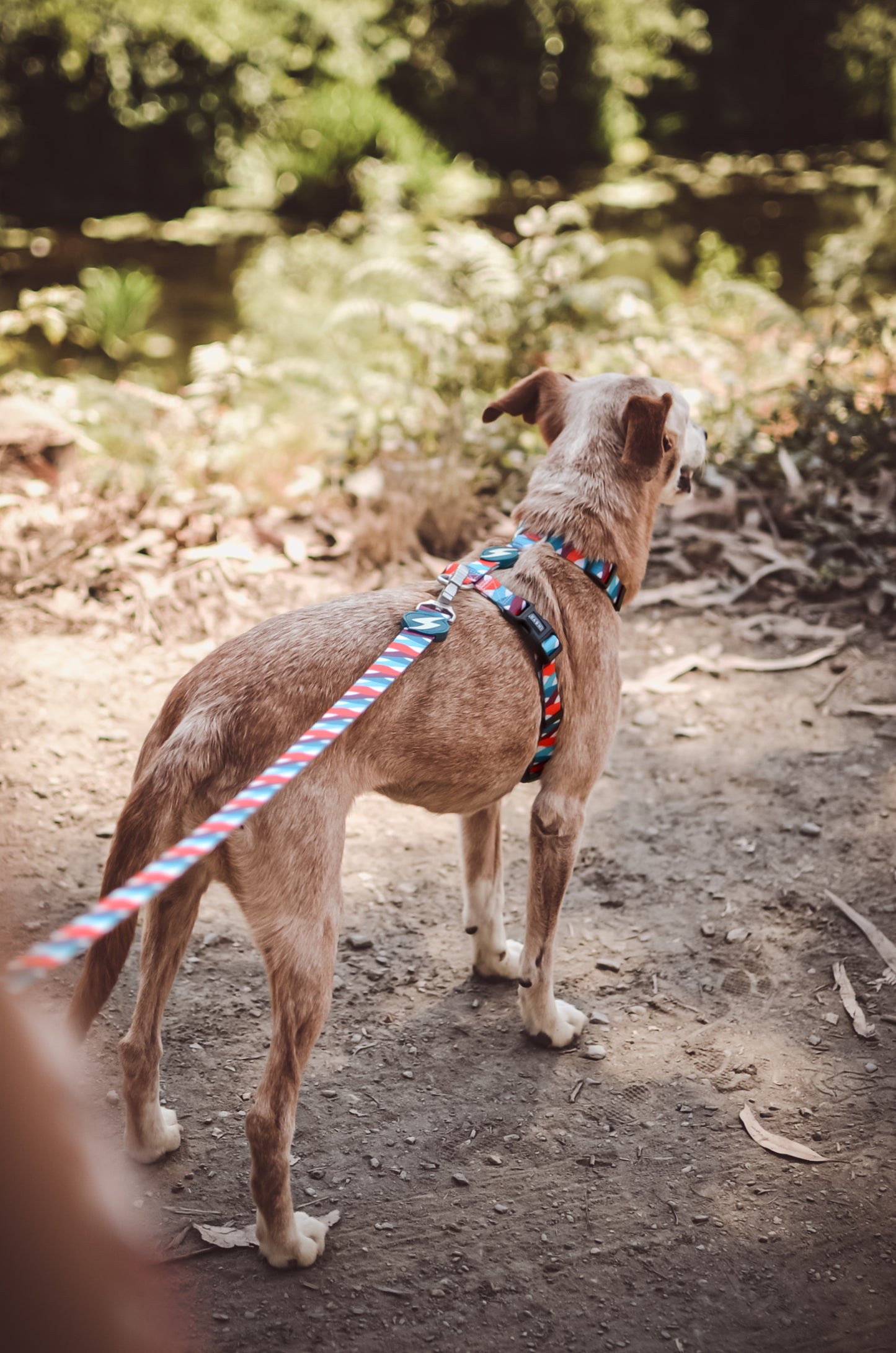 DASHI MOJO BACK HARNESS 