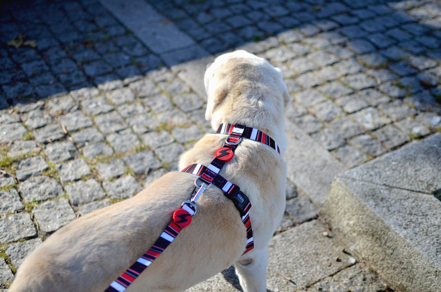 Dashi Slide Back Harness