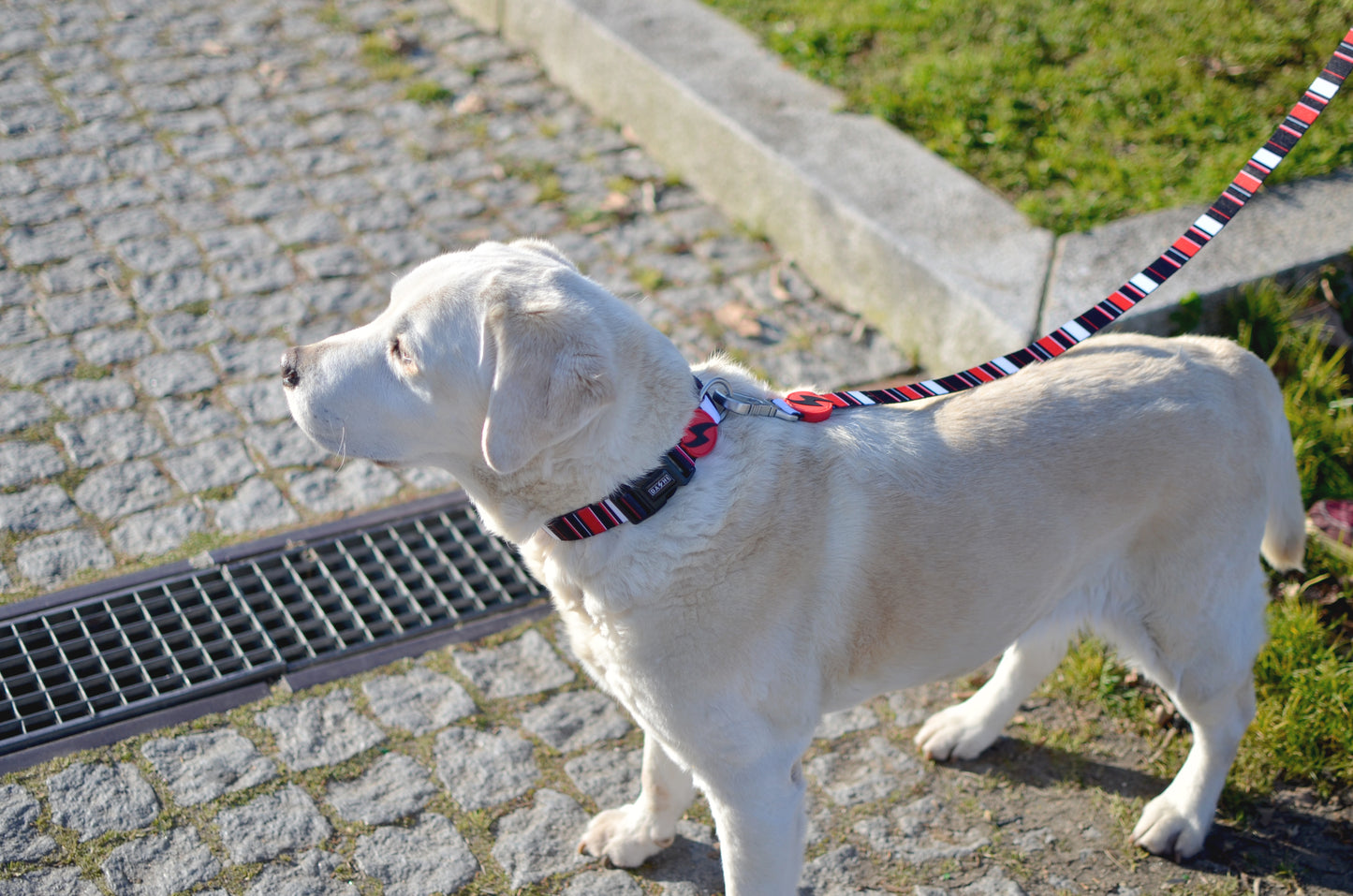 Dashi Slide Leash (Trela)