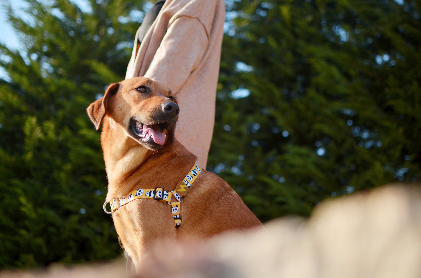 Dashi Snooze Front Harness