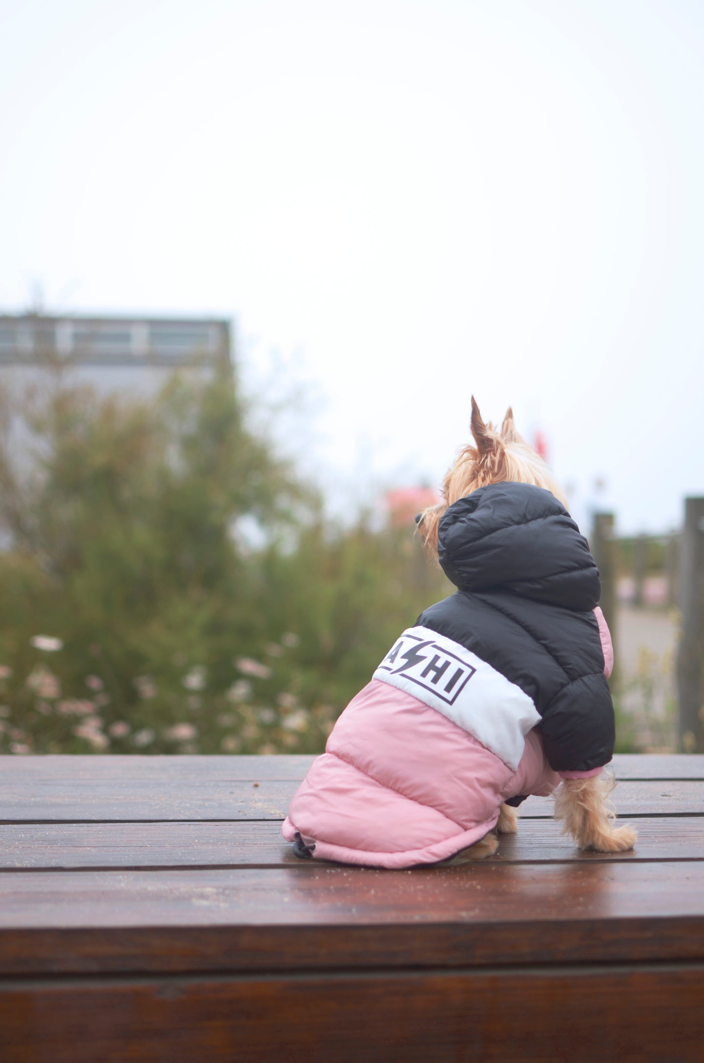 DASHI STRIPES3 PINK &amp; BLACK ANORAK 