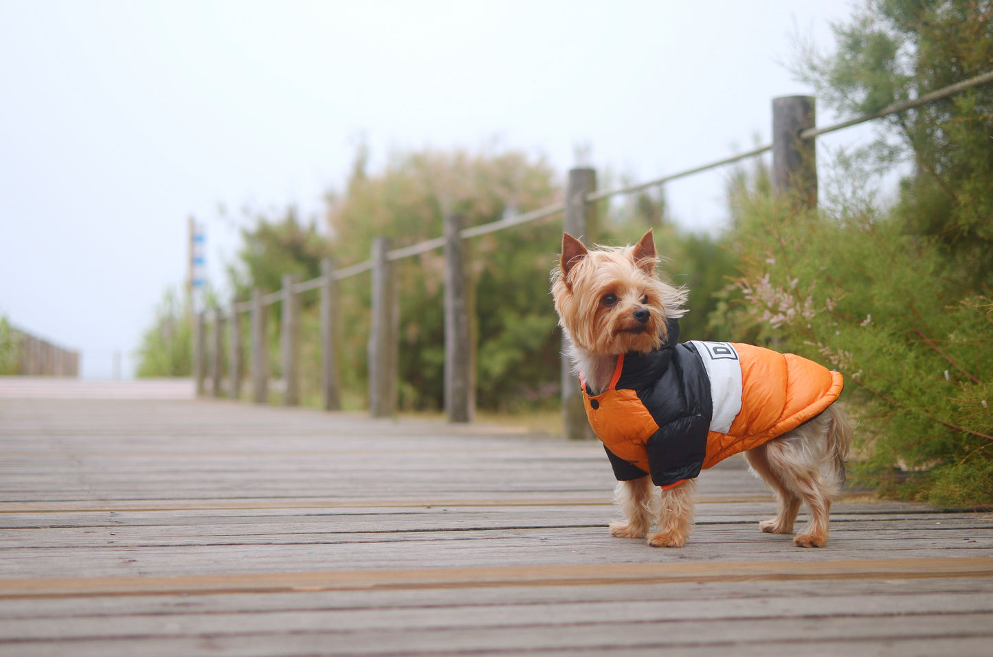 Dashi STRIPES3 Orange & Black Anorak